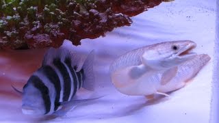 Frontosa Cichlid in 75 gallon fish tank aquarium set up