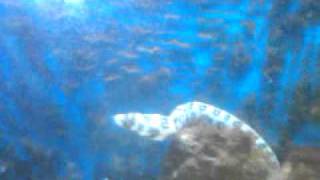 Snowflake eel ( 2 ft long 4 yrs old )