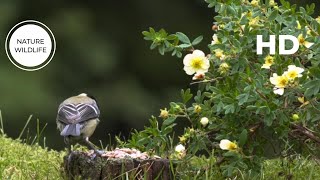 Breathtaking Nature & Wonderful Birds Songs | The Most Colorful Birds in the World