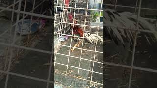 ayam bangkok blorok warna cantik