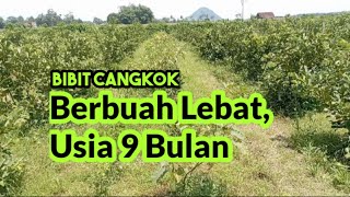 Jambu Kristal Usia 9 Bulan, Berbuah Lebat