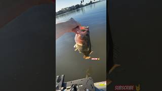 Big Delta Bass! #shorts #fishing #californiadelta #kayakbassfishing