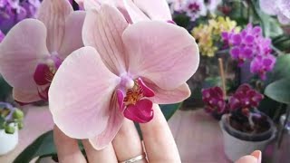 Орхидея Phalаenopsis (Miki-Orchid) Crown 16 /вариант цветения/ - Мики Кроун. #Цветение 2024