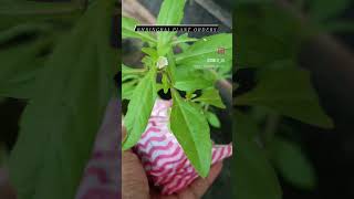 Packing Bhringraj plant orders - DM on IG - Link in description