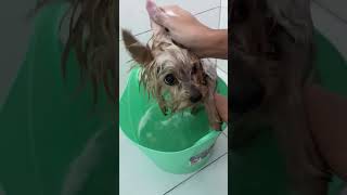 Shampoo D-Pantenol Pet Clean: Hidratação Profunda e Limpeza Suave para Cães e Gatos