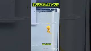 😱guys not for sale🤯just update #shorts #trending #viral #petshorts #fish #betta #guppy #shortsviral