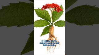 L'incroyable pouvoir du GINSENG 🌿