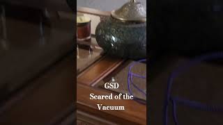 My GSD scared of the vacuum