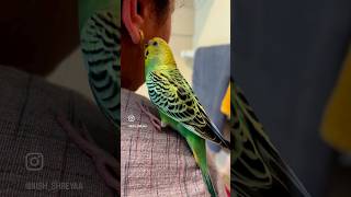 Chickoo loves gold #pet #petlovers #family #prank #shortsvideo #shortsviral #shorts #youtubeshort