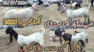 Hyderabad Bakra Mandi | Latset update today | Bakra Eid 2025 | Goat milking | date 03/07/2024