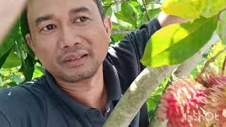 opek rambutan