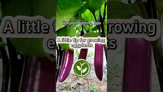 A little for growing eggplants # #shortvideo #garden #youtubeshorts #plants #agriculture