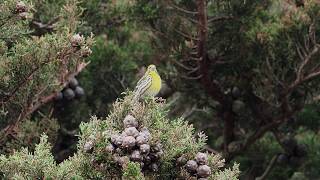 Serin Singing