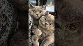 British Shorthairs: Why So Pricey?