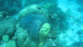 Reef Wall Edge Stingray Best Snorkeling Great Barrier Reef.AVI