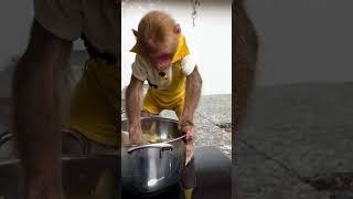 Bibi transports ingredients to cook #babymonkey #monkey #monkeysmart #monkeybibi #shorts