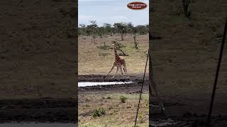 Giraffe Drinking Water at the Porini Rhino Camp Waterhole in Ol Pejeta Conservancy