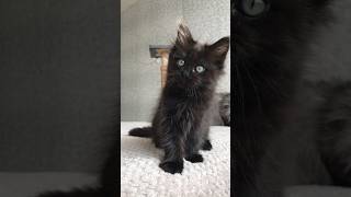 Cute little munchkin kitty cat