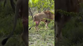 León herido tras batalla territorial (K4 Kambula). #lion #shorts #viralvideo #shorts #nature #leon