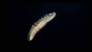 Bristle Worm Swimming