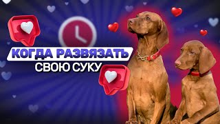 Когда развязать свою суку