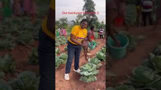 Ghanaians are now practicing Framing in school. #fypシ゚viral #farming #shorts #school