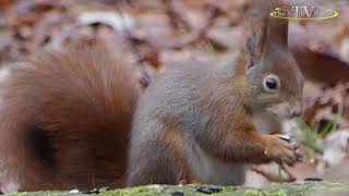 "Eichhörnchen" bei dem Bach. /Ökologisch Botanischer Garten der Universität Bayreuth/