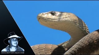 Black Mamba Basking In Tree 02 Footage