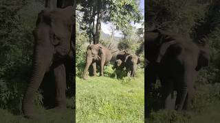 Masinagudi forest adventure ride elephants #masinagudi #wildlife #wildanimals #elephants #adventure