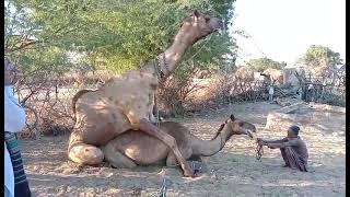 Camel in winter season||Camel of desert|| Two camels||