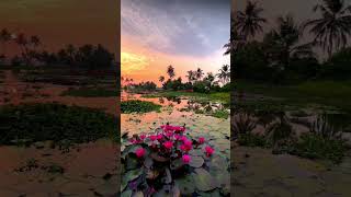 Just another Sunrise in the backwaters of pond ---- #reelsvideo #shortsvideo #ponds #sunset #viral