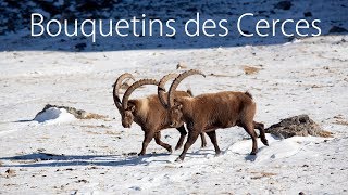 Bouquetins du massif des Cerces (1280/720)