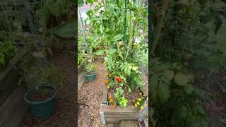 How fast plants grow in the summer veggie garden