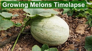 Growing Melons Timelapse