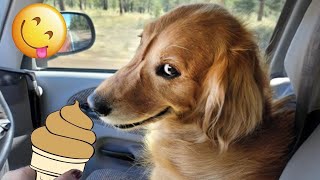 SUPER FUNNY MOMENT ABOUT ANIMALS🐶😸🐵🐴🐟🦆 | TRY NOT TO LAUGH CHALLENGE 😂