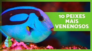 Top 10 PEIXES mais VENENOSOS do MUNDO 🐠⚠️ Nunca os TOQUE! 🚫