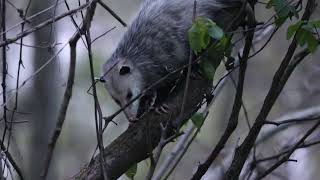 Virginia Oppossum, Point Pelee National Park, 05/11/24