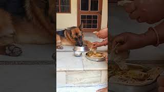 Maa ka laadla German shepherd dog #viral #trending #ytshorts #music #viralvideo #shorts