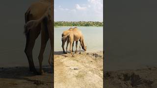 A pair of camels drinking water #shorts  #shortvideo  #youtubeshorts