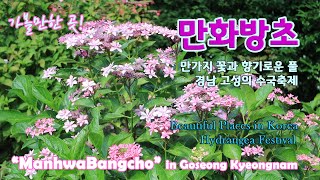 만화방초 / Hydrangea Festival in Goseong, Kyungnam / #사랑하는 이에게 / 경남고성수국축제 / 가볼만한 곳 022 / Beautiful place