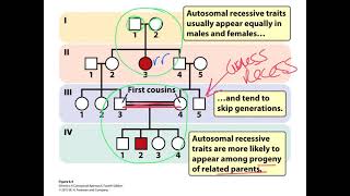 Intro pedigrees+recessive