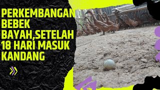 CEK PERKEMBANGAN HASIL TELOR BEBEK BAYAH SETELAH 18 HARI MASUK KANDANG