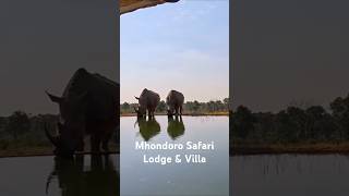 Mhondoro Safari Lodge & Villa