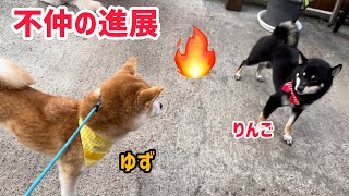 柴犬の不仲コンビに進展がありました！