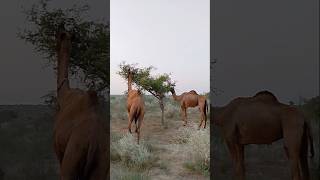 Two She-Camels in Desert Area #ytshorts #camel #camelinthedesert #shorts #camellife #camelculture