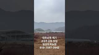 대추 묘목 판매/네이버: 일심묘목농원/010-7597-2642