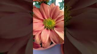 Beautiful Flower in my Balcony 🌺 || Small balcony tour😍🌺 || #garden #vlogs #flowergarden #flowers