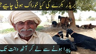 What is the Diet Of Breeder Goat By Baba Mehnga Gujjar