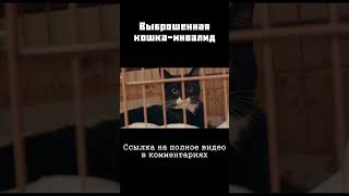 Бездомный кото-инвалид #shorts #кошки #бездомныекошки