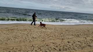 Tilly's 1st trip to the ocean